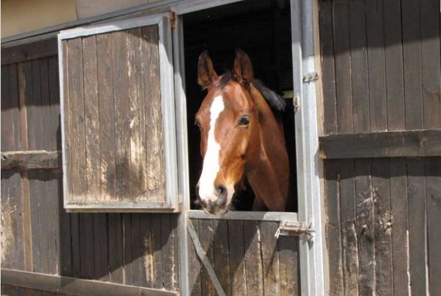 Entrenamiento ecuestre con los caballos del centro 